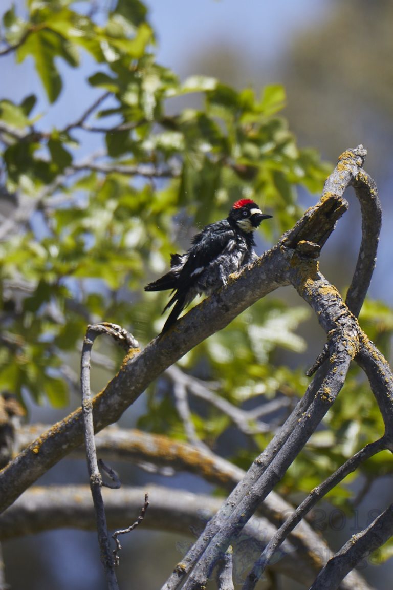 Old School Week: Acorn Woodpecker
