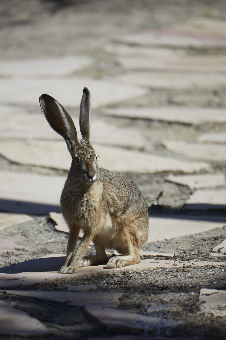 Western Hare