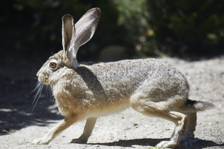 Western Hare
