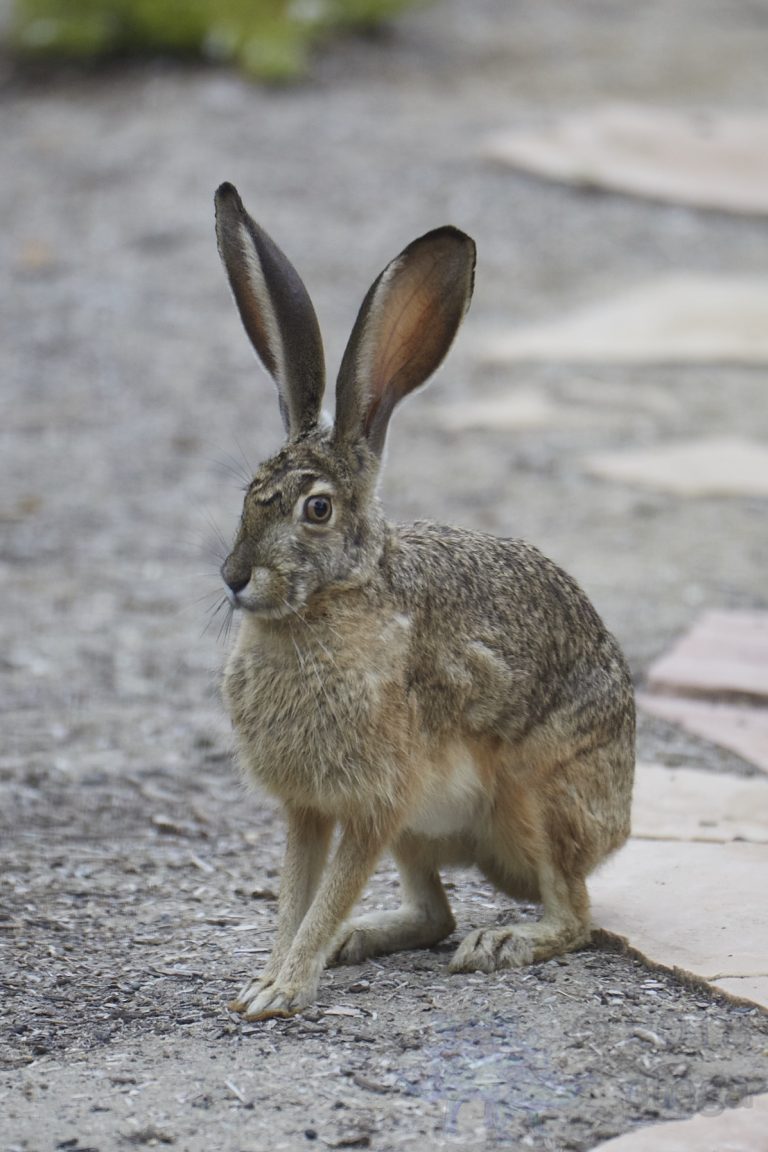 Western Hare