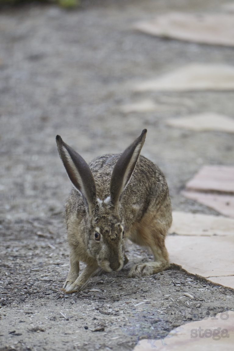 Western Hare