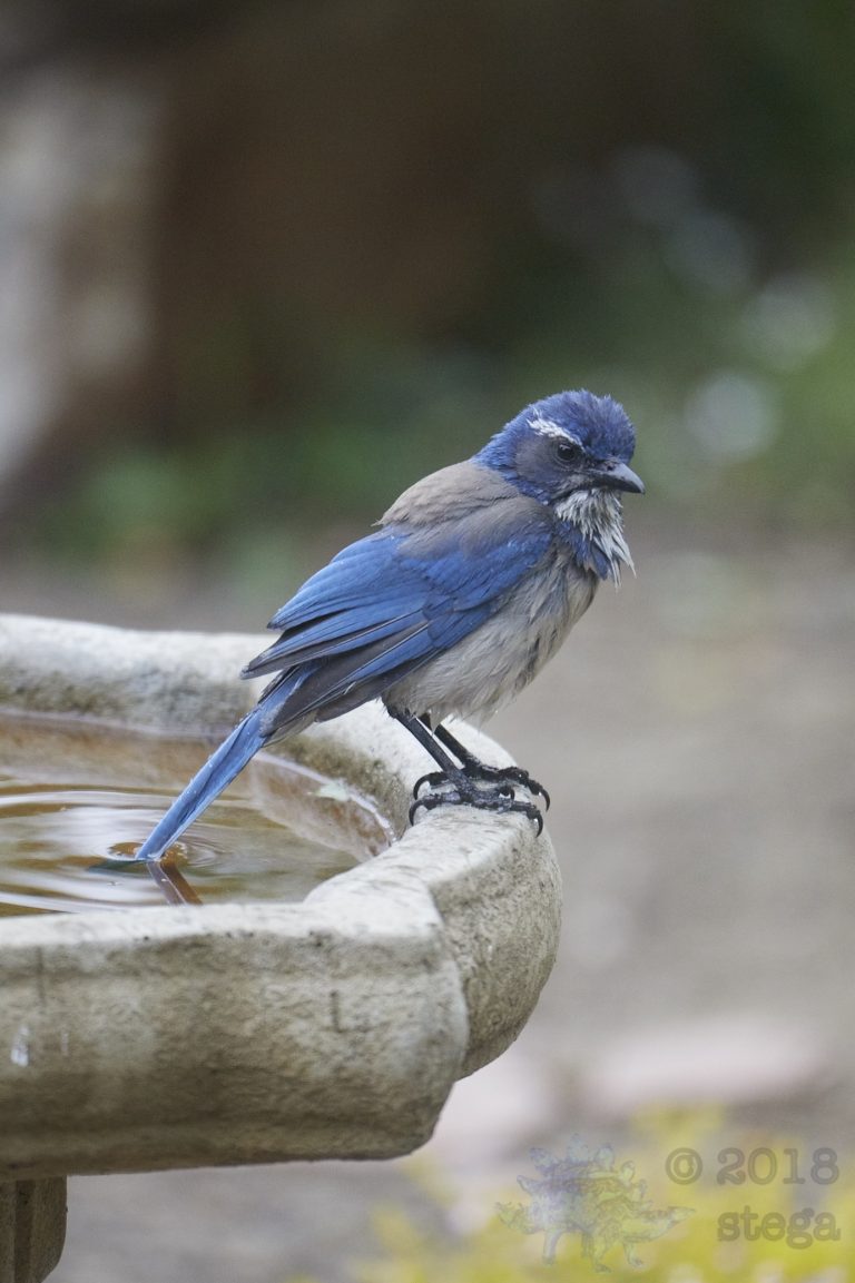 California Scrub Jay