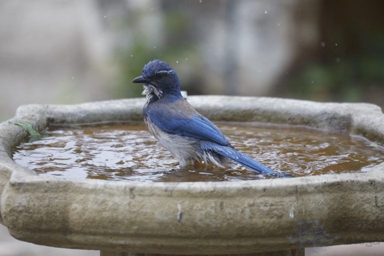 California Scrub Jay Week (20/36)