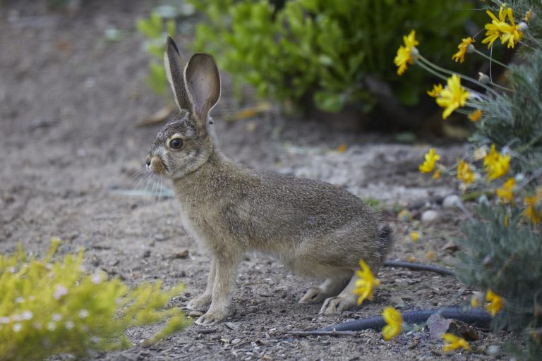 Young Hare