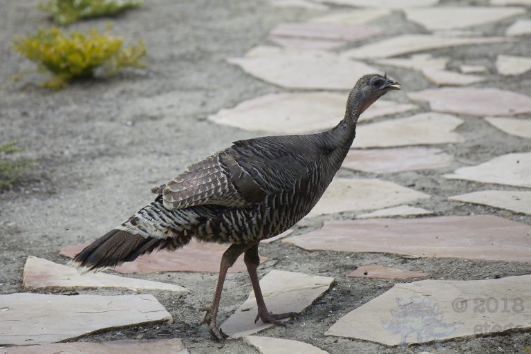 Wild Turkey