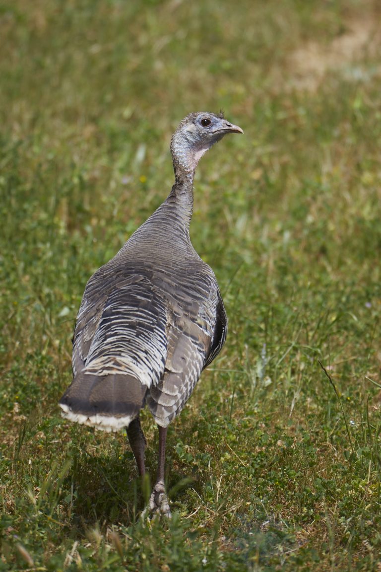 Outside: Wild Turkey