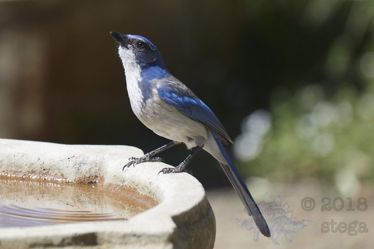 California Scrub Jay