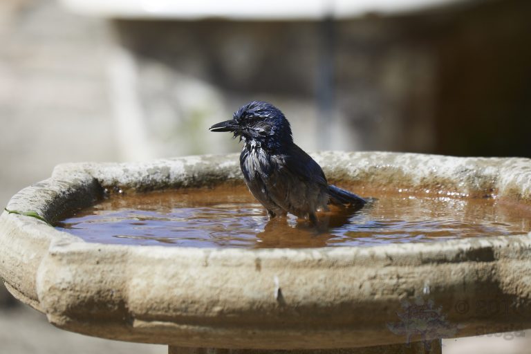 California Scrub Jay