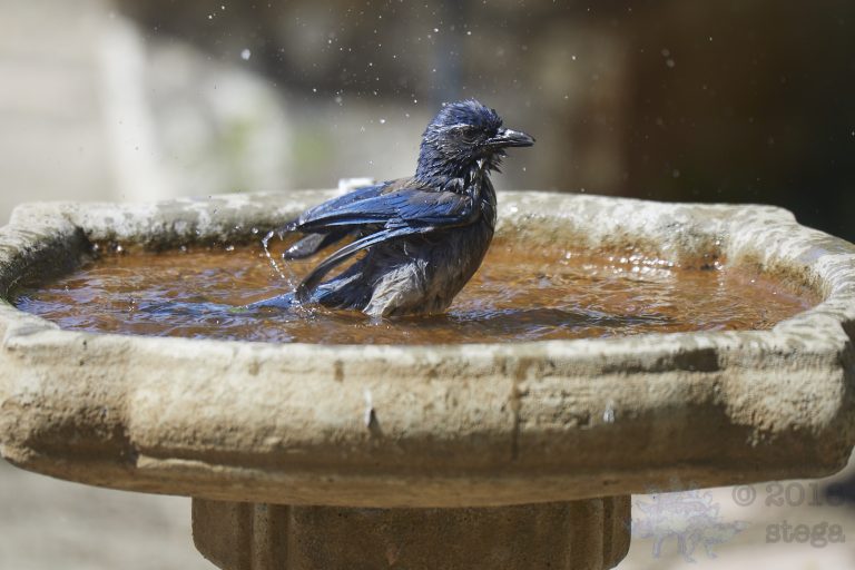 California Scrub Jay