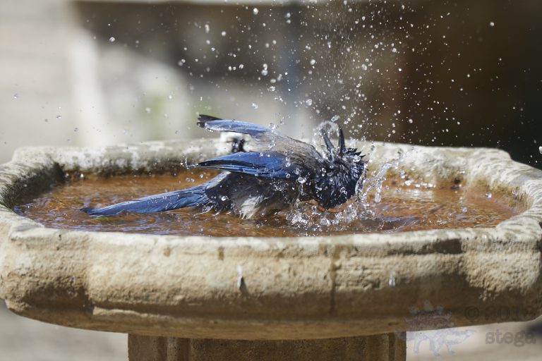 Bathing California Scrub Jay