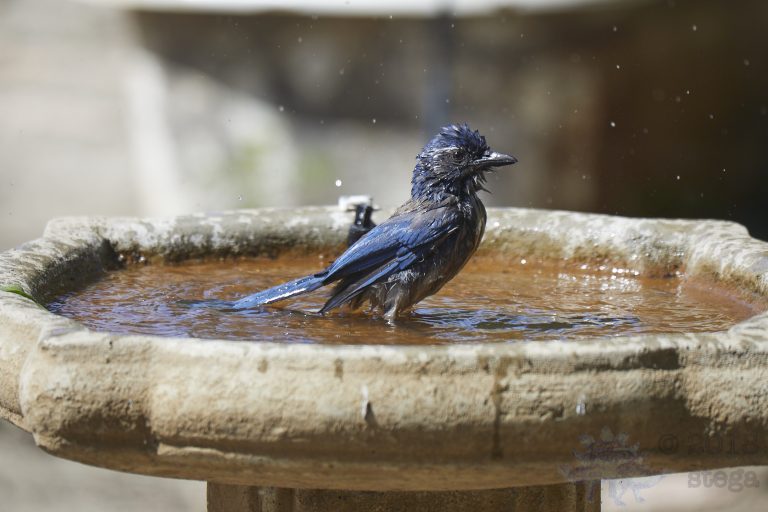 California Scrub Jay