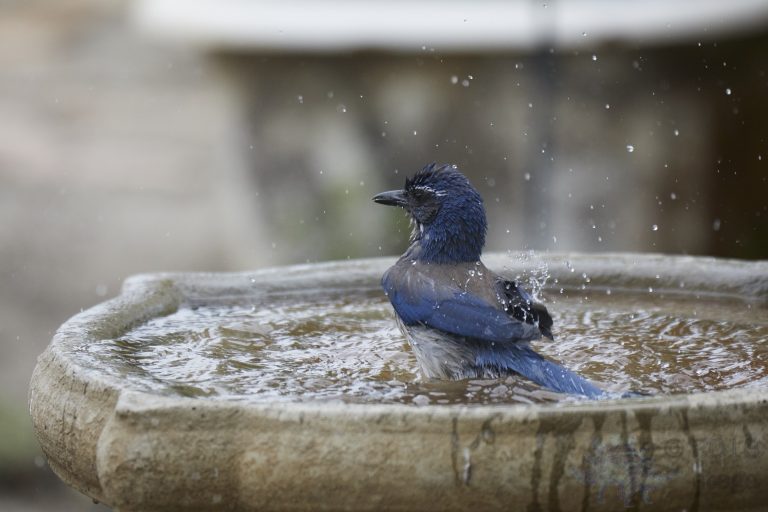 California Scrub Jay
