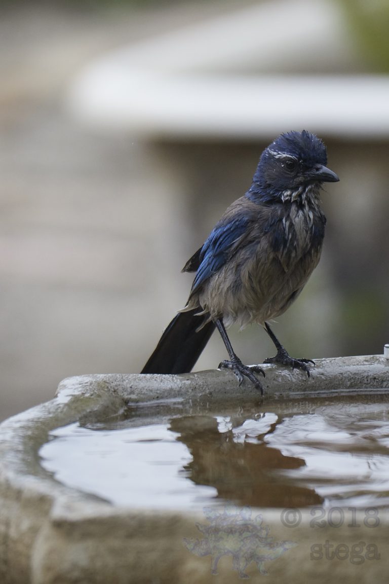 California Scrub Jay