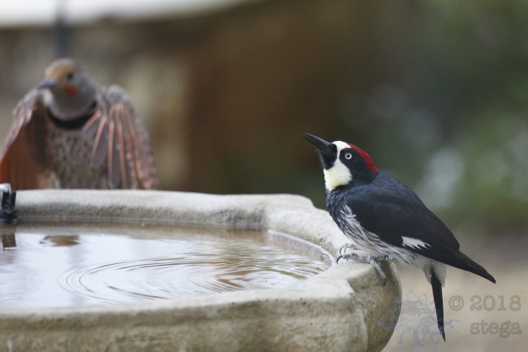 Acorn Woodpecker with Northern Flicker arriving