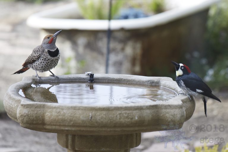 Northern Flicker and Acorn Woodpecker