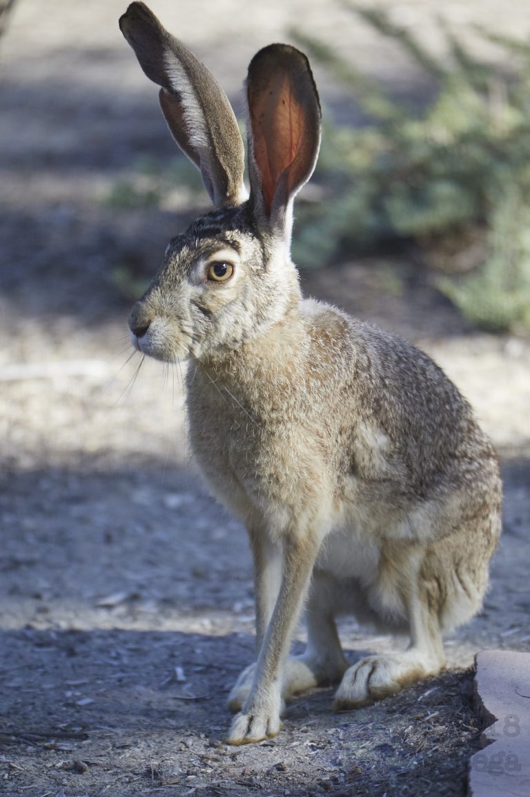 Western Hare