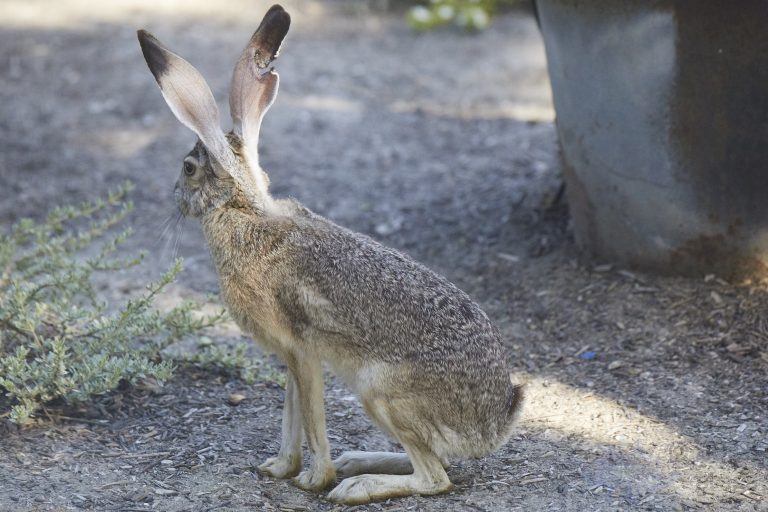 Western Hare