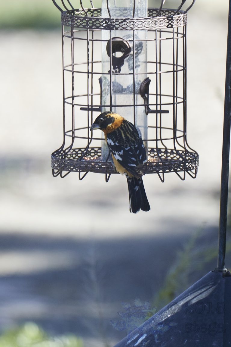 Black-headed Grosbeak