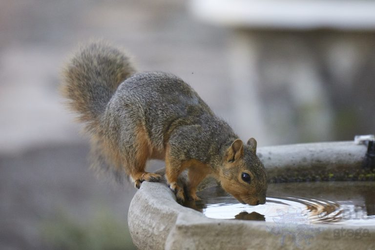 Fox Squirrel