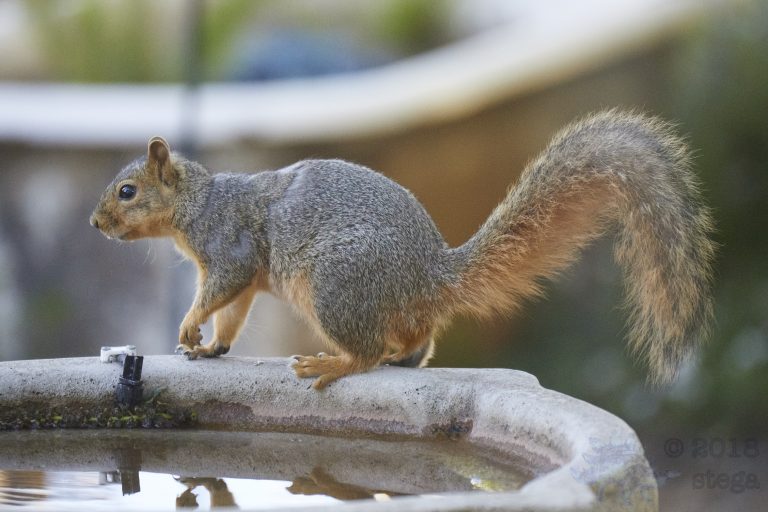 Fox Squirrel