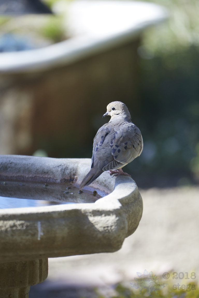 Mourning Dove