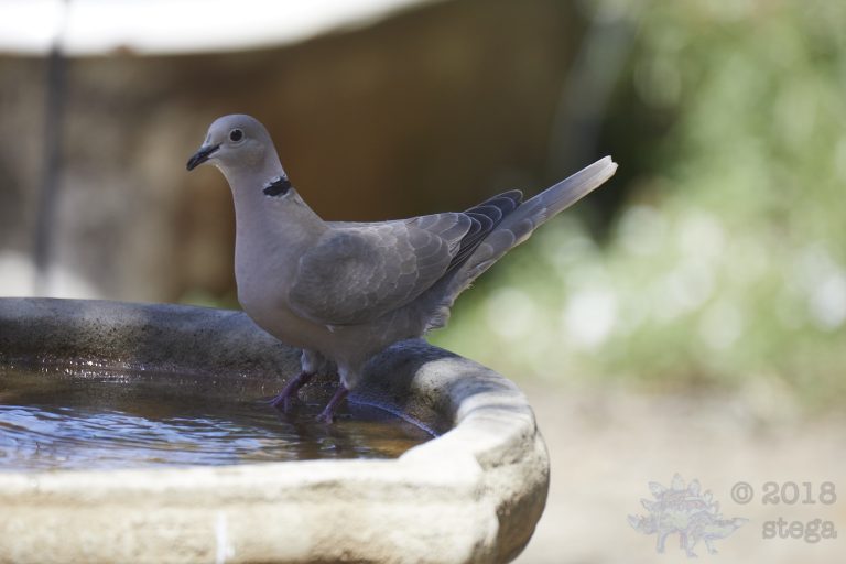 Eurasian Collared Dove
