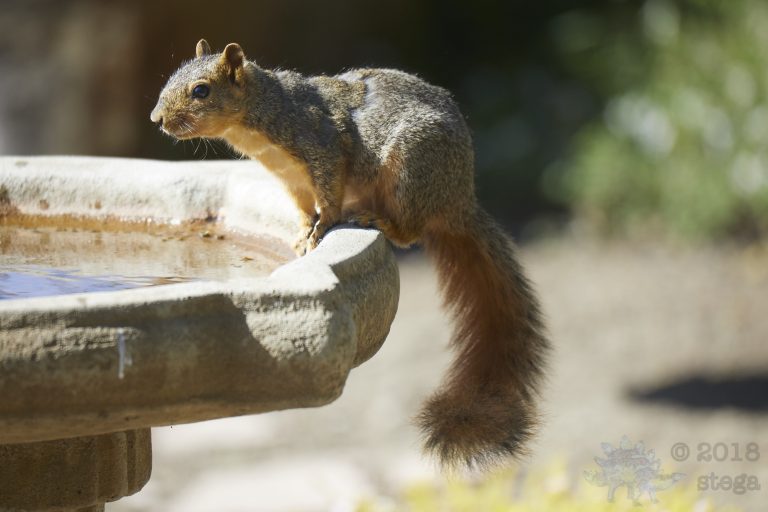 Fox Squirrel