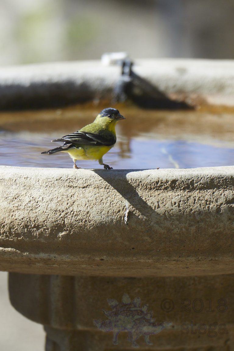 Lesser Goldfinch