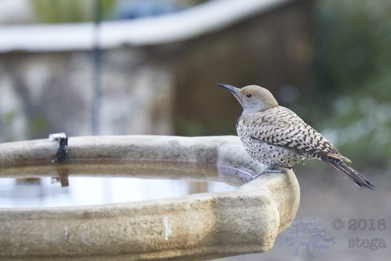 Northern Flicker