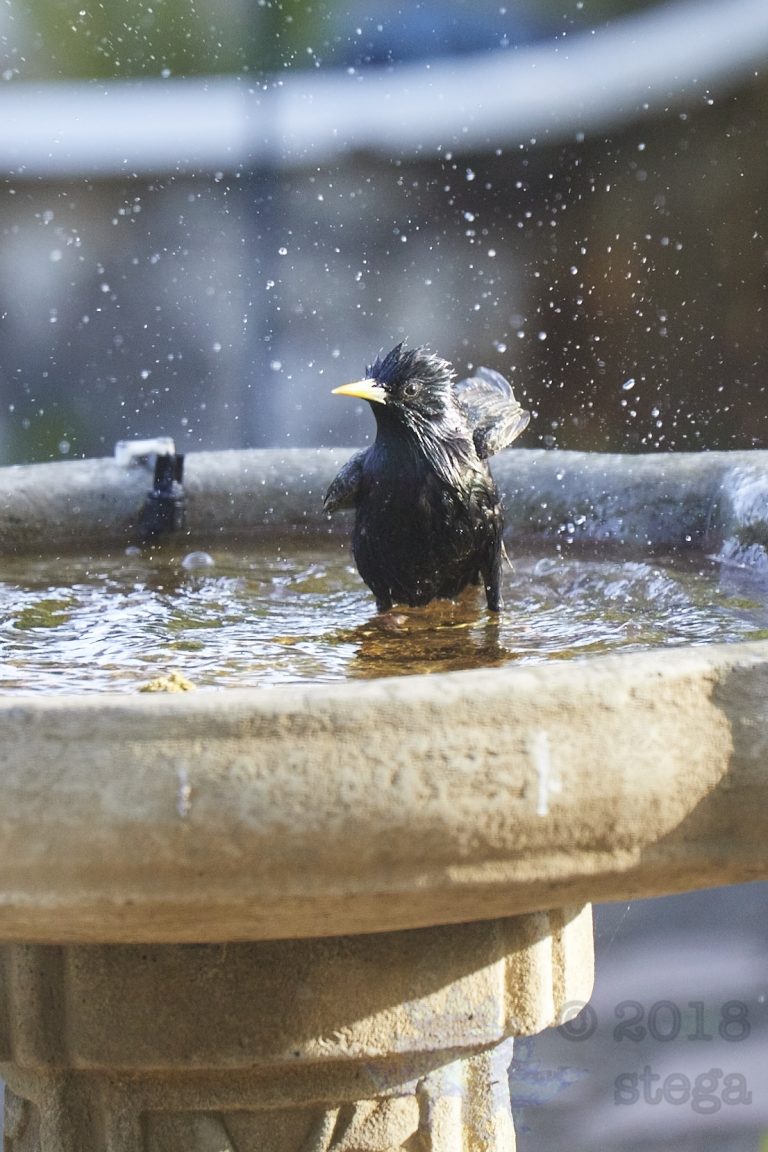 Bathing European Starling (3 Images)