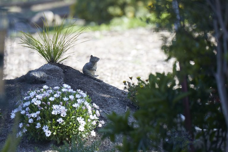 Ground Squirrel