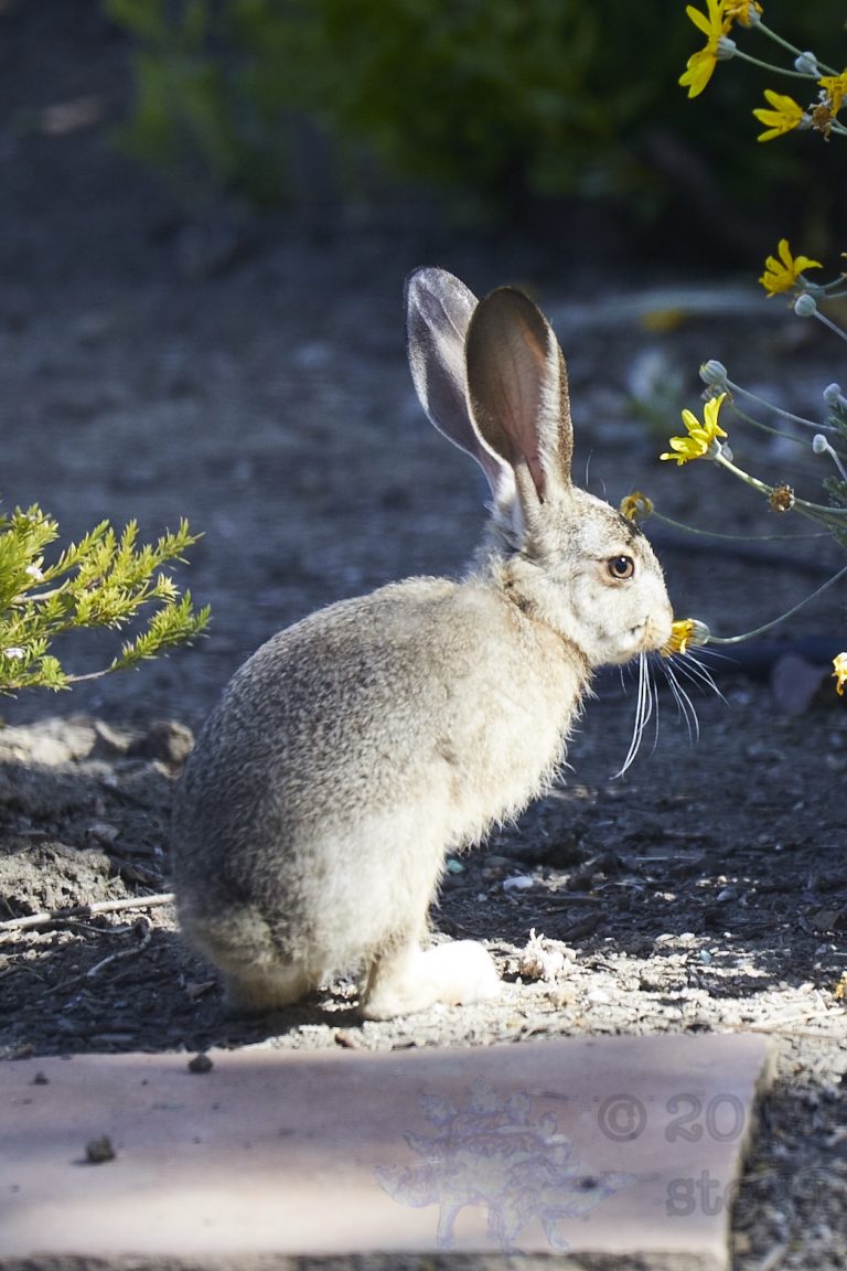 Young Hare