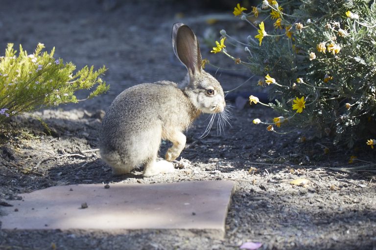 Baby Hare