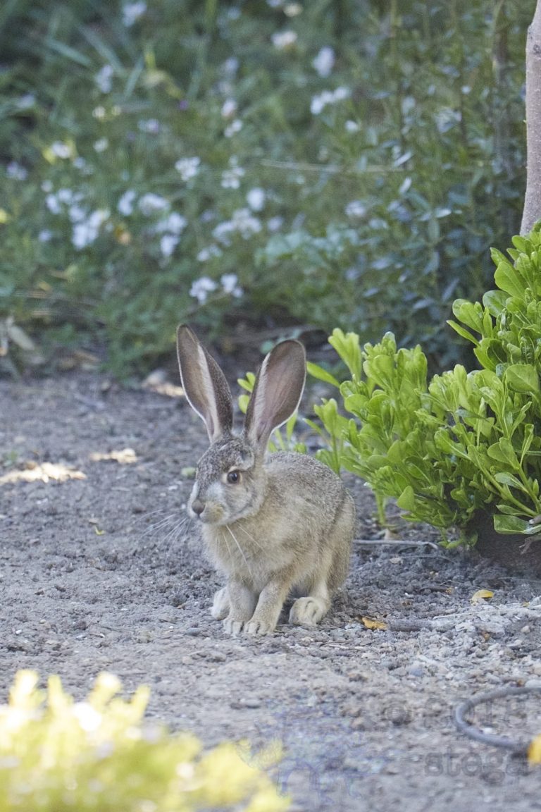 Old School Week: Hare