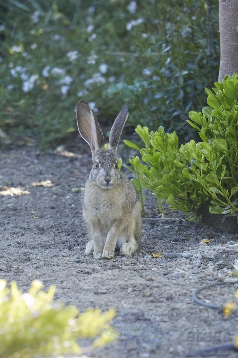 Old School Week: Hare