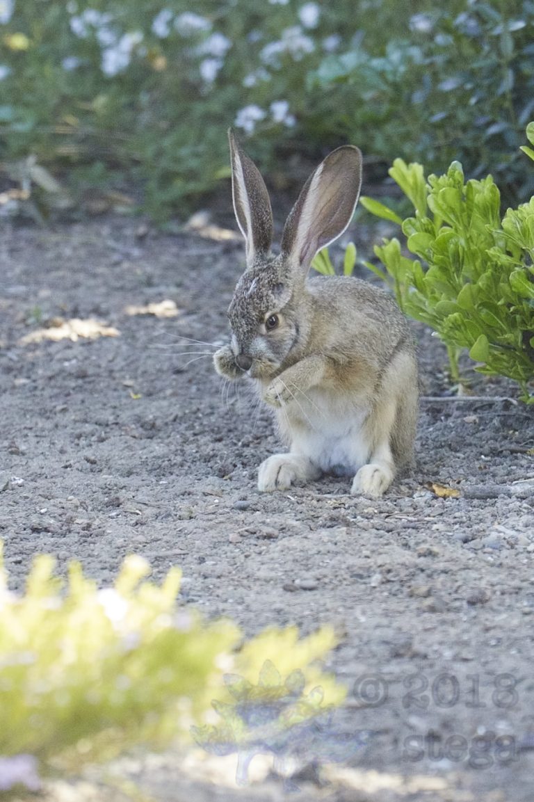 Old School Week: Hare