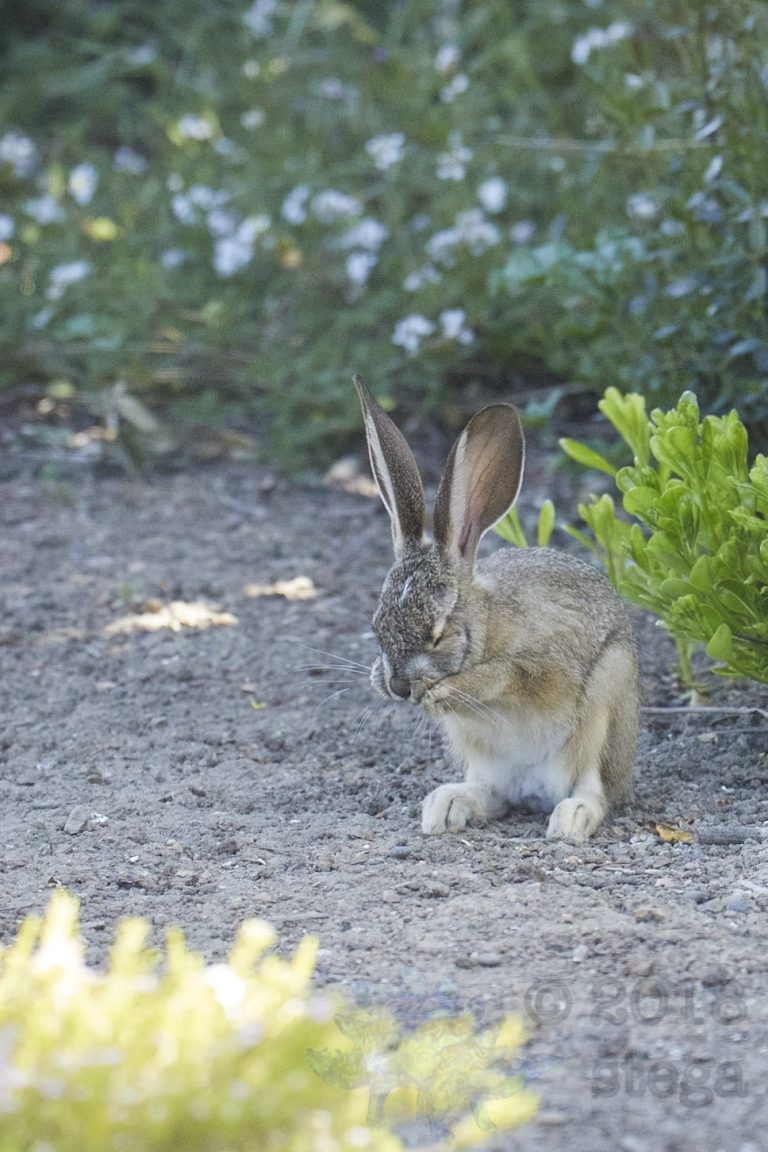 Old School Week: Hare