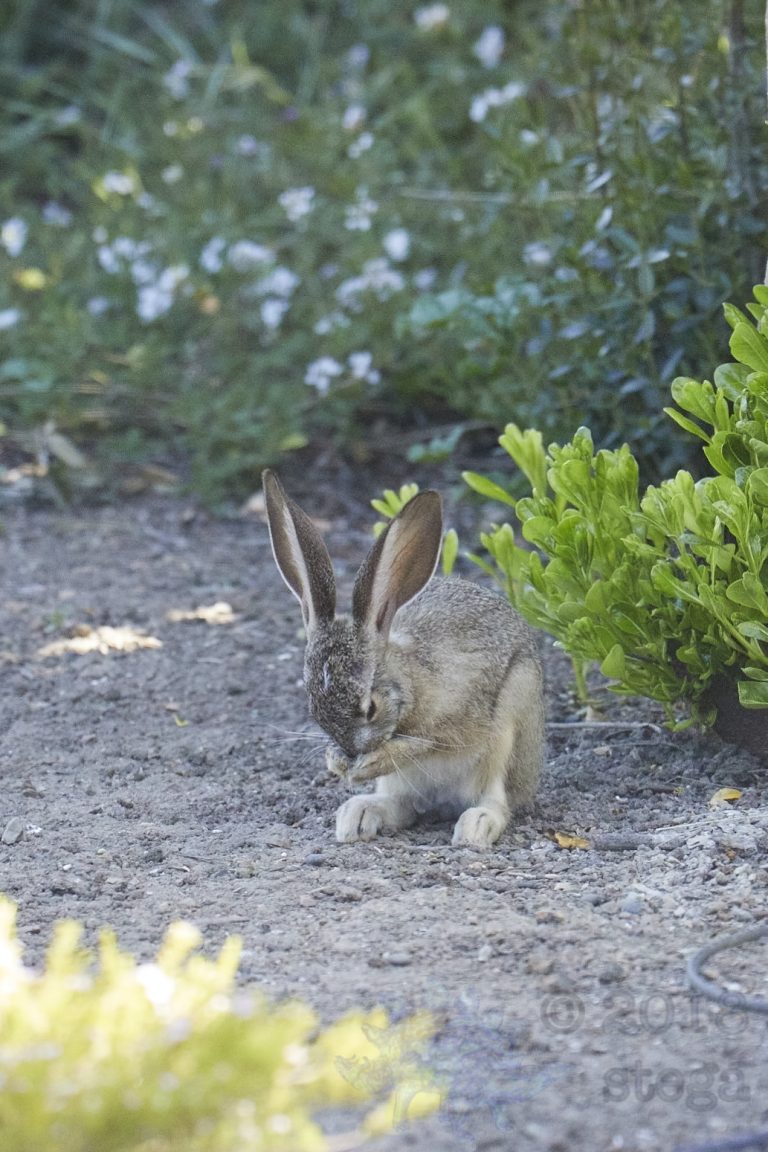 Old School Week: Hare