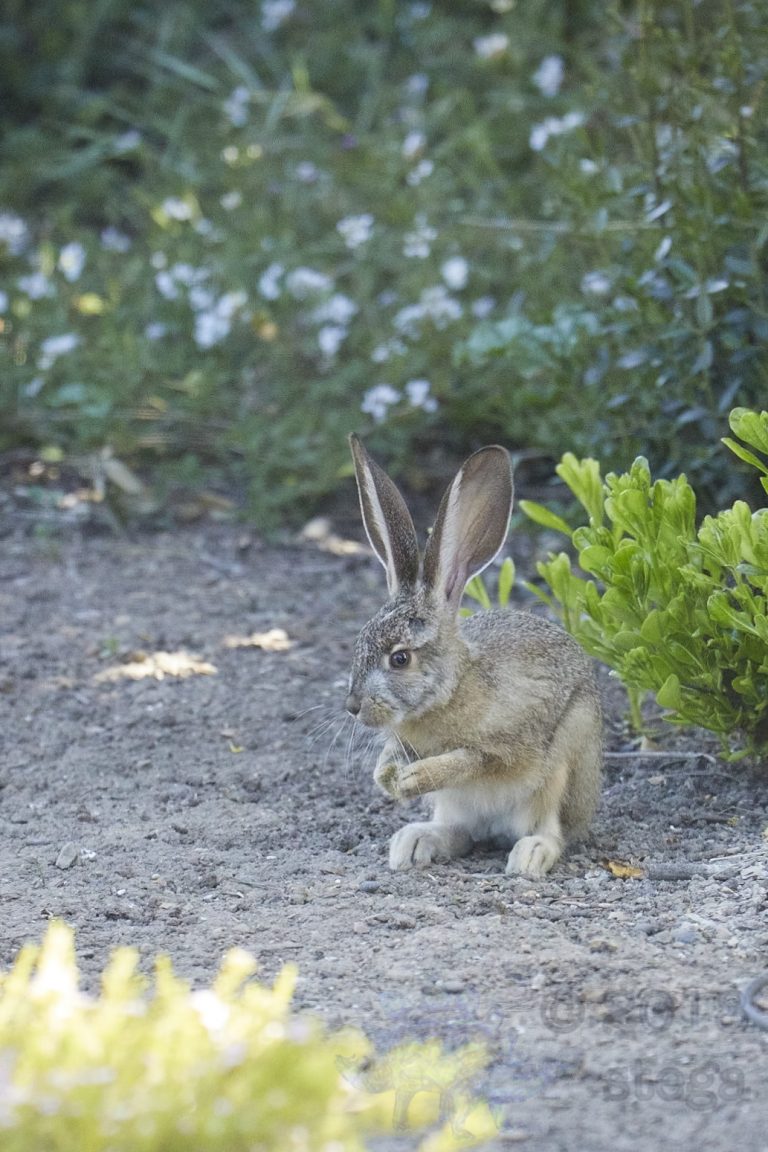 Old School Week: Hare