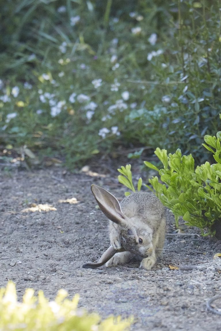Sunday Night Bonus Young Hare