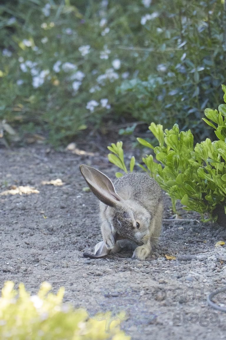 Old School Week: Hare