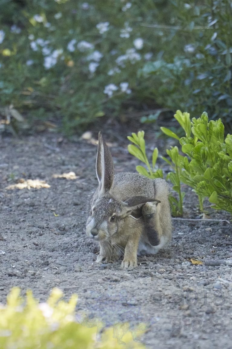 Old School Week: Hare