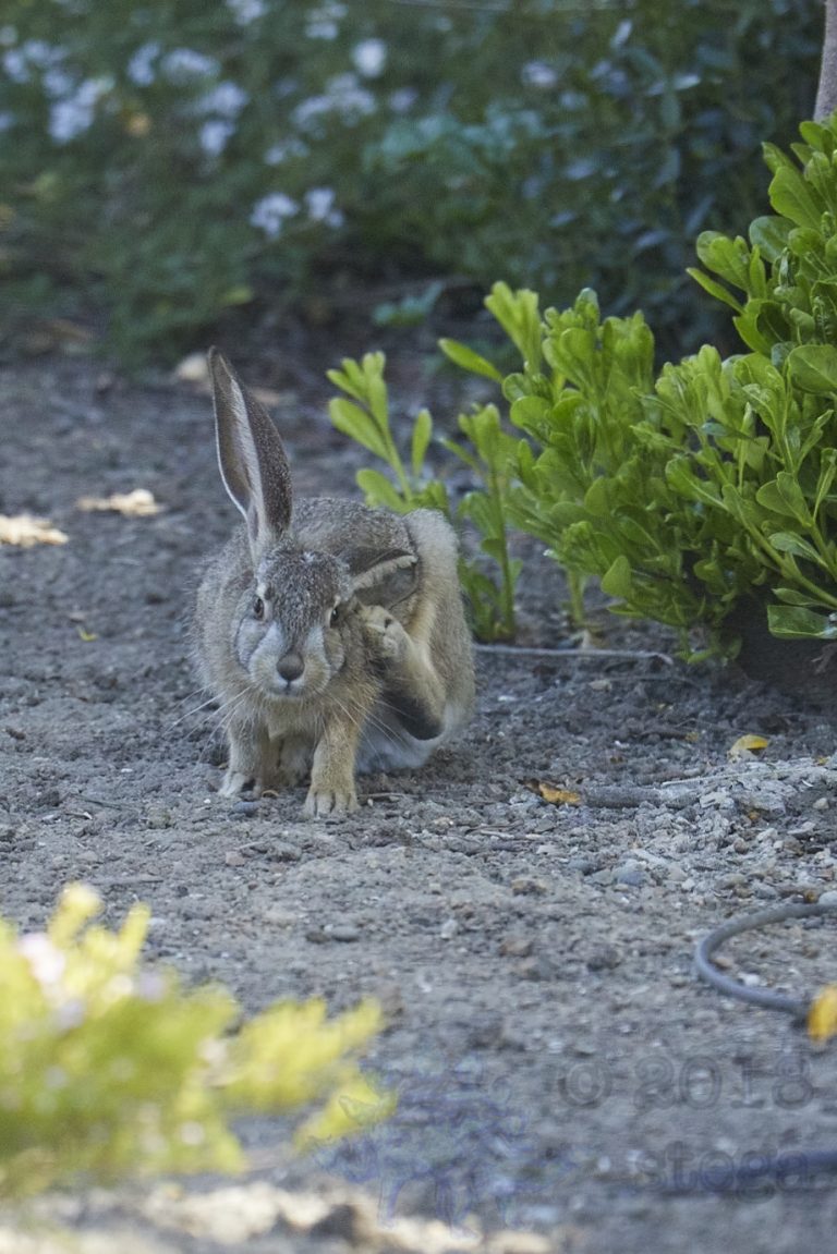 Old School Week: Hare