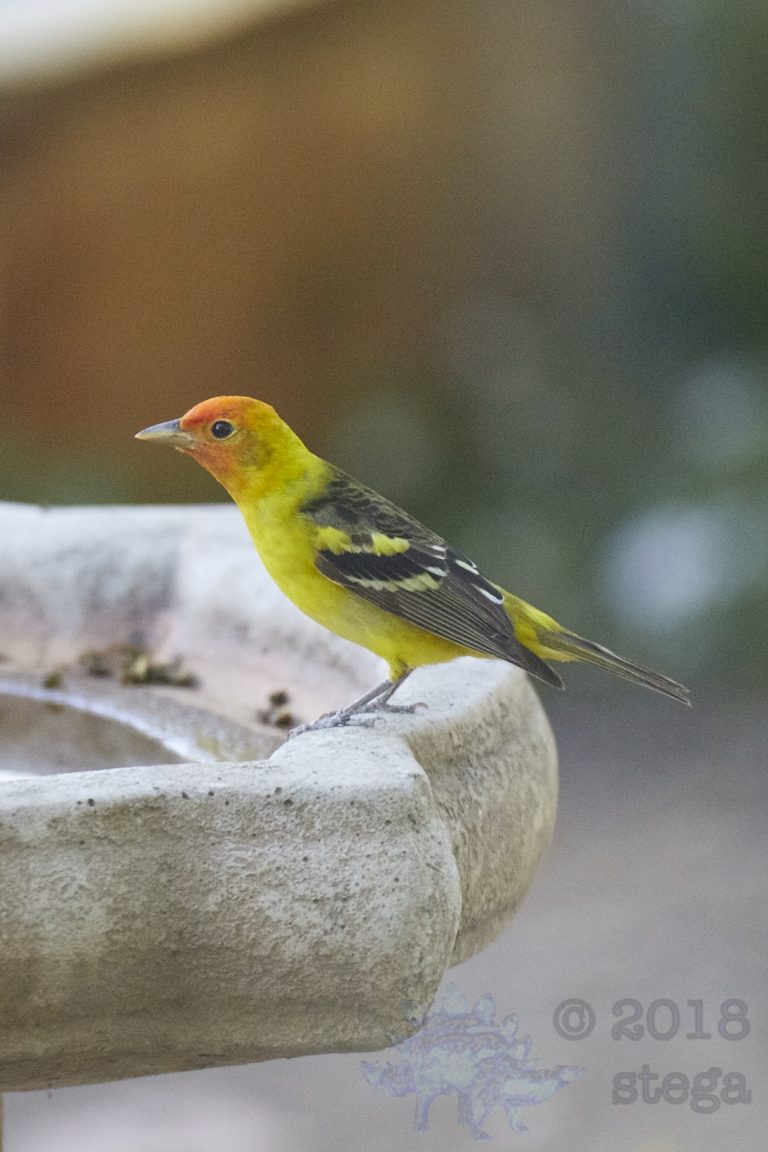 Old School Week: Western Tanager