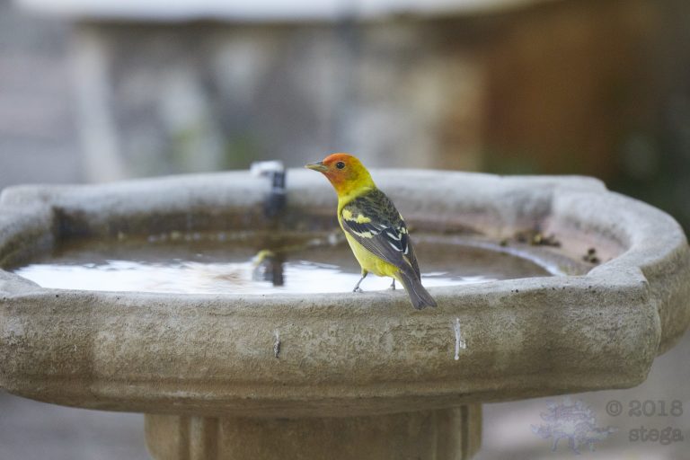 Sunday Night Bonus Western Tanager