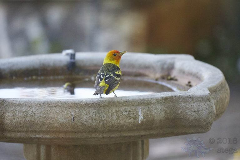 Old School Week: Western Tanager