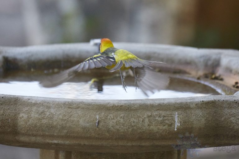 Old School Week: Western Tanager