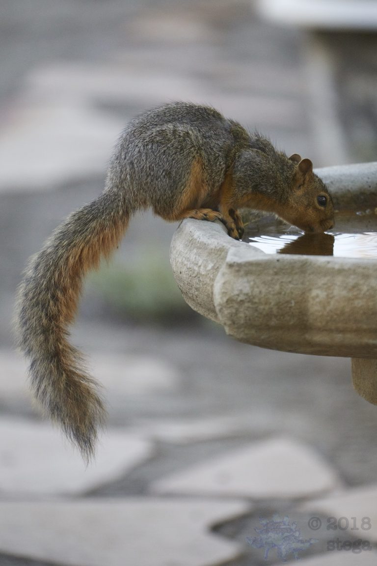 Fox Squirrel