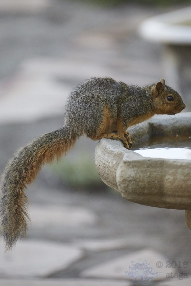 Fox Squirrel