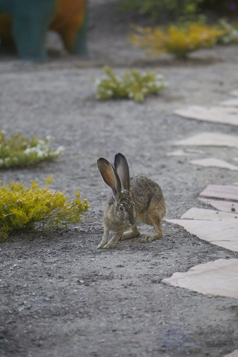 Western Hare